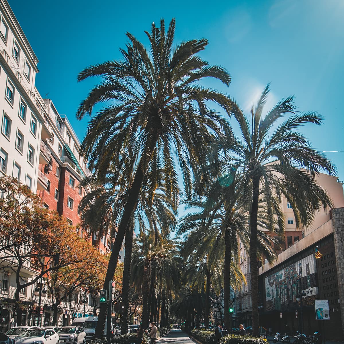 Sunshine on the palm trees of Valencia's square