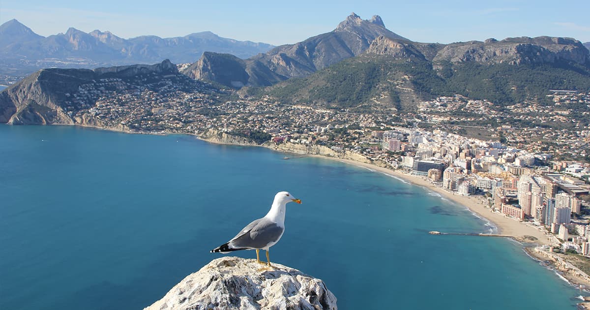 Seagull with Alicante in the background